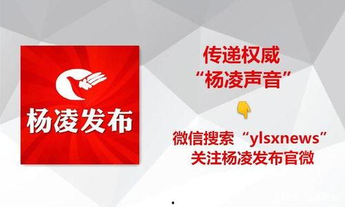 杨凌今日头条卖乳瓜,新鲜乳瓜热销，绿色农产品引领健康生活新风尚