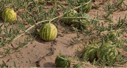 今日沙漠瓜价格,今日行情一览