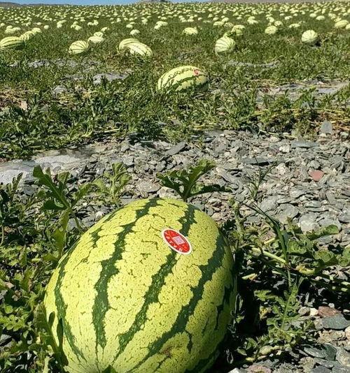 今日沙漠瓜价格,今日行情一览