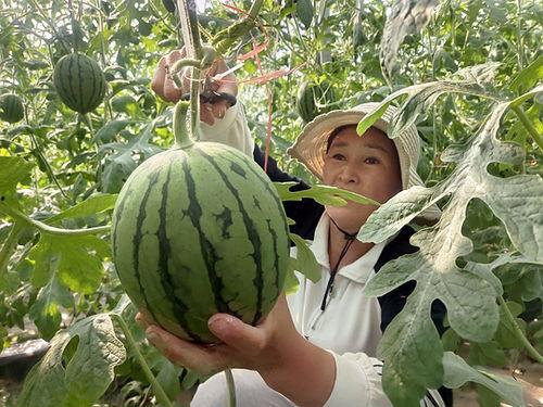 周口小吊瓜今日行情价格,价格波动解析与市场动态一览”