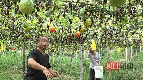 周口小吊瓜今日行情价格,价格波动解析与市场动态一览”