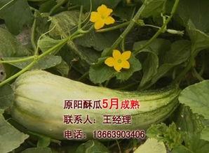 安徽酥瓜今日行情,今日价格走势分析”