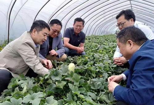 安徽酥瓜今日行情,今日价格走势分析”