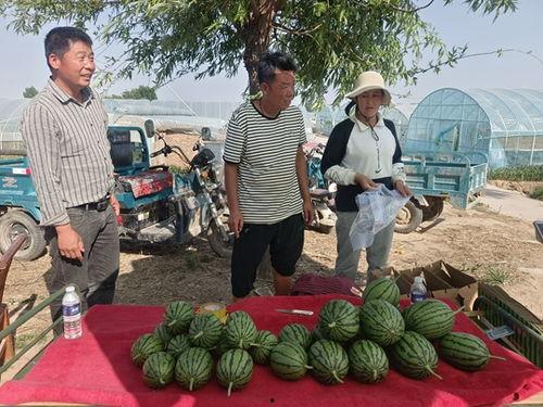 中牟今日小吊瓜价格多少,行情波动，市民关注”