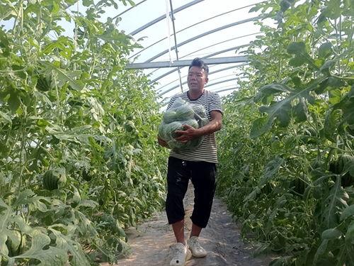 中牟今日小吊瓜价格多少,行情波动，市民关注”