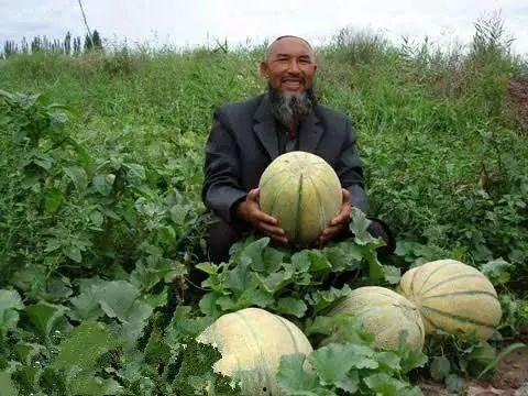 老汉瓜今日价格表,今日行情一览