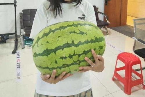 老汉瓜今日价格表,今日行情一览