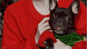 明星网红拜年视频大全集,新春拜年视频大全集精彩回顾