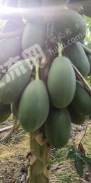 海南今日瓜价最新消息,今日瓜价行情一览