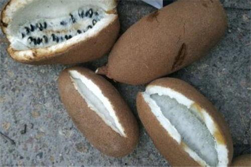 今日八月瓜多少钱一斤,一斤多少钱，市场动态揭秘”