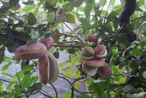 今日八月瓜多少钱一斤,一斤多少钱，市场动态揭秘”