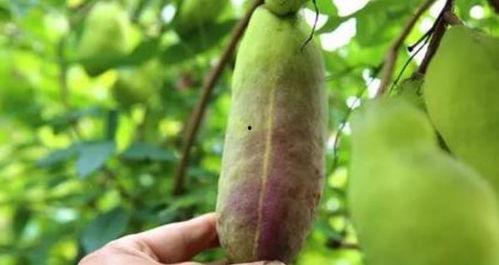 今日八月瓜多少钱一斤,一斤多少钱，市场动态揭秘”