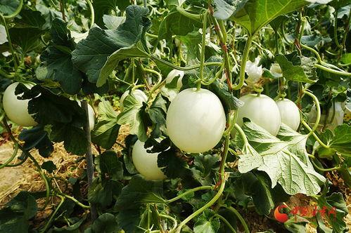 冈田蜜瓜今日价格,价格行情一览”