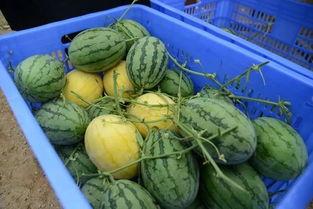 多伦多吃瓜群今日,揭秘今日热门话题背后的故事