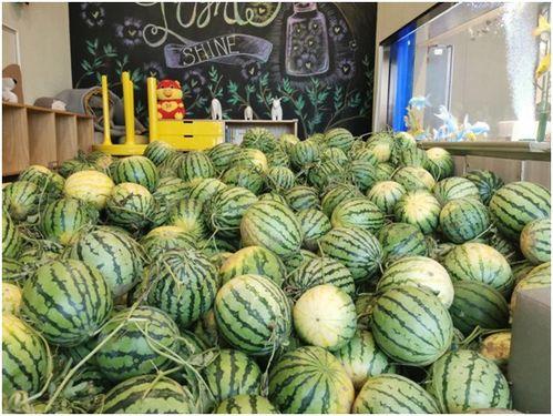 多伦多吃瓜群今日,揭秘今日热门话题背后的故事