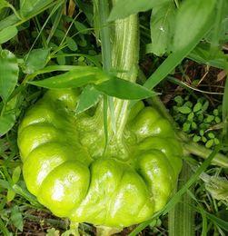 广东姜柄瓜今日价格,市场行情一览”