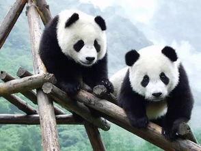 熊猫突突突今日吃瓜,趣味吃瓜瞬间引网友热议