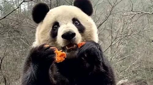 熊猫突突突今日吃瓜,趣味吃瓜瞬间引网友热议