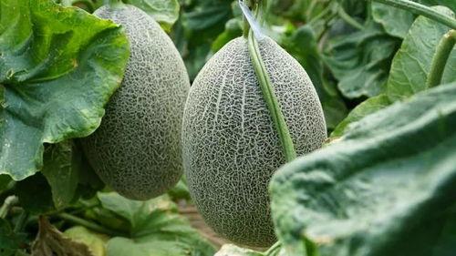 今日吃瓜每天必看大瓜,揭秘今日吃瓜大瓜，热点事件一网打尽