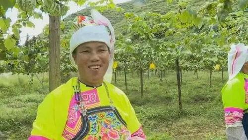 龙池吊瓜今日行情,价格波动与市场动态解析”