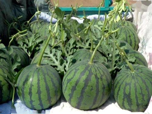 龙池吊瓜今日行情,价格波动与市场动态解析”