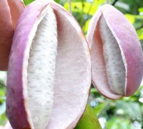 今日八月瓜批发价格,市场行情分析解读”