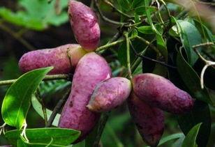 今日八月瓜批发价格,市场行情分析解读”