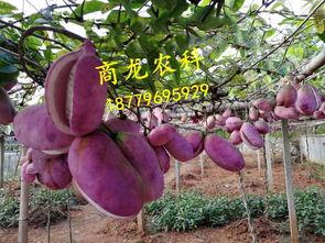 今日八月瓜批发价格,市场行情分析解读”