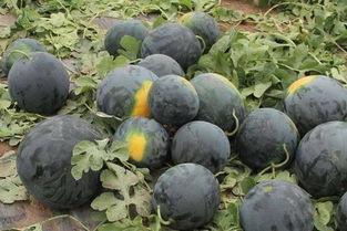 吃小瓜会黑吗,吃小瓜真的会导致皮肤变黑吗？