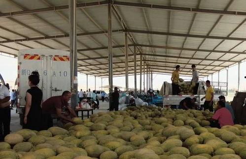 博发市场伽师瓜今日价格,价格行情一览”