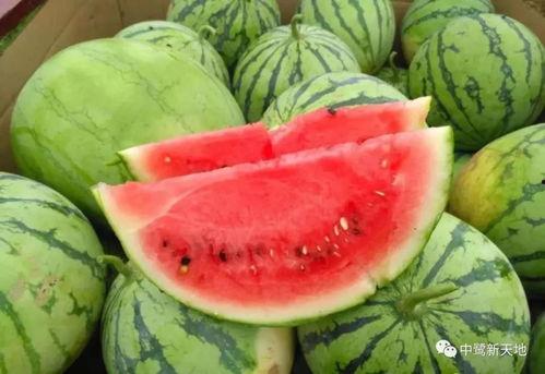 广州今日吃瓜,街头巷尾的瓜香四溢，一起品味这座城市的市井生活