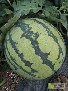 美都麒麟瓜今日价格,市场行情一览