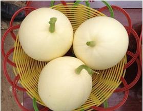 蒲城吊瓜今日行情,丰收喜人，价格稳中有升