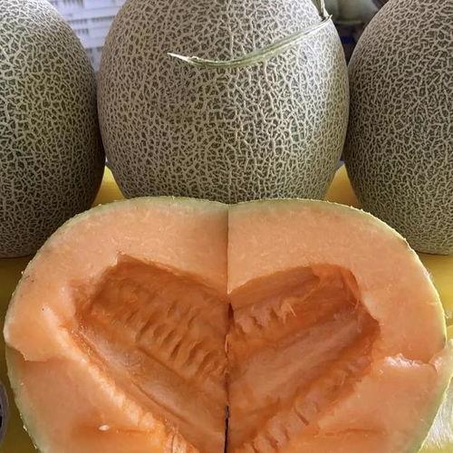 哈密瓜今日报价,新鲜上市，价格实惠，尽享夏日美味