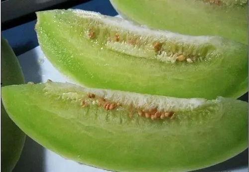 酒泉瓜州蜜瓜今日价格,价格行情一览