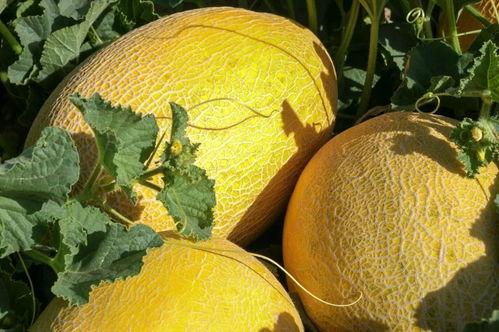 酒泉瓜州蜜瓜今日价格,价格行情一览