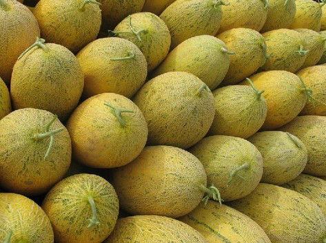 海南今天哈密瓜今日行情金凤瓜,海南哈密瓜金凤瓜今日行情解读