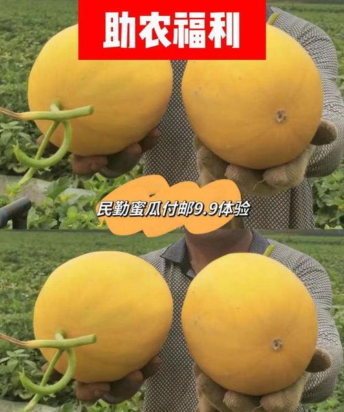 民勤蜜瓜今日行情,甜蜜价格波动，品质瓜果受热捧