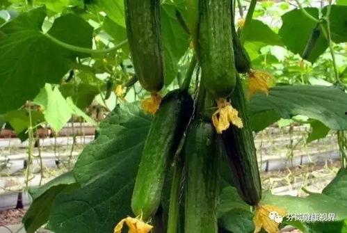 今日新鲜事赏黄瓜坐瓜灵,赏黄瓜新篇章