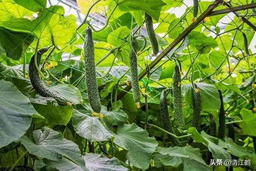 今日新鲜事赏黄瓜坐瓜灵,赏黄瓜新篇章