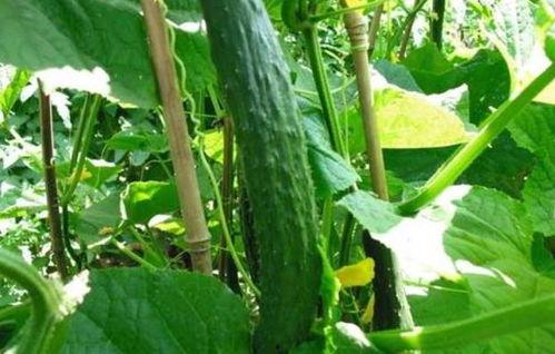 今日瓜条,揭秘娱乐圈最新热点事件