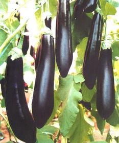 茄瓜价格今日价格表,市场行情实时更新