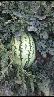 今日新疆瓜啥价,价格行情一览