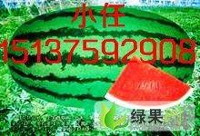 今日新疆瓜啥价,价格行情一览