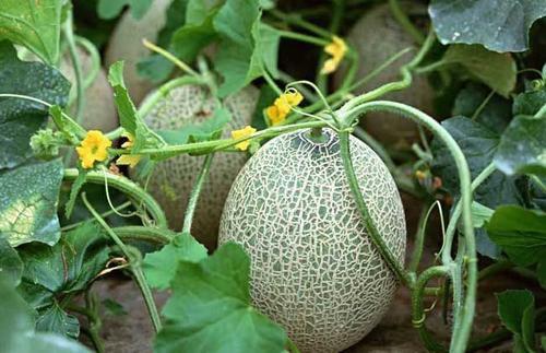 今日新疆瓜啥价,价格行情一览