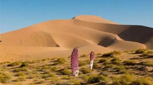今日酒泉瓜州天气,微风拂面赏瓜香