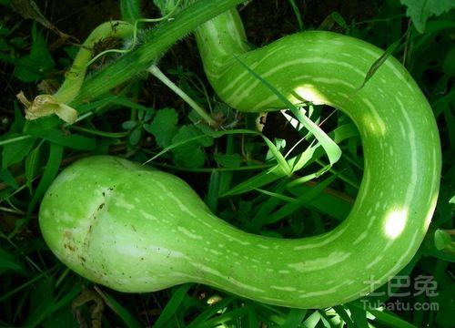今日蛇瓜价格行情走势,今日行情走势解析