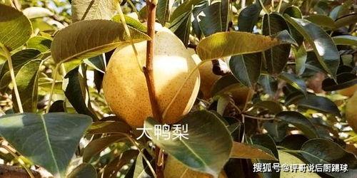 今日处暑要多吃这三瓜,必吃三瓜，清凉一夏，健康度秋