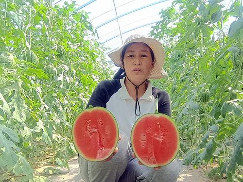 中牟小吊瓜今日价格,价格行情一览