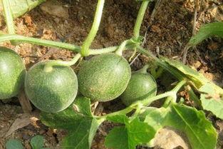 马泡瓜今日价格最新行情,今日行情一览